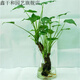 滴水觀音千手觀音植物室內(nèi)水培土培盆栽桌面植物盆栽 小號滴水觀音 不含盆