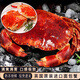 嚴謹英國熟凍超大面包蟹鮮活熟凍滿(mǎn)黃母蟹海蟹黃金蟹深海捕撈蟹黃飽滿(mǎn) 400-600g/1只