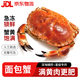 面包蟹鮮活特大母蟹熟凍大螃蟹海蟹新鮮海鮮水產(chǎn)黃金蟹 特大面包蟹2只（600-800g/只）