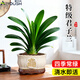 愛(ài)優(yōu)尚特級君子蘭盆栽帶花苞辦公室內客廳國寶級綠植花卉源頭直發(fā)