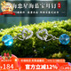 石玥珠寶海藍寶銀耳釘耳環(huán)女士款 天然水晶耳掛耳飾 附鑒定證書(shū) 海戀星款