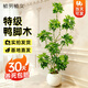 植男植女鴨腳木客廳盆栽八方來(lái)財室內落地大型綠植DIY造型源頭直發(fā)