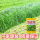 覓風(fēng)黑麥草種籽子種多年生牧草種子畜牧養殖草種雞鴨牛羊魚(yú)草種籽四季 進(jìn)口一年生黑麥草（小籽）/2斤裝廠(chǎng)家原裝