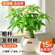 植男植女發(fā)財樹(shù)室內桌面懶人盆栽花卉鮮活好養護觀(guān)葉耐旱源頭直發(fā)