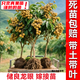 芥圃龍眼樹(shù)苗 官方旗艦 嫁接無(wú)核四季龍眼大樹(shù)苗桂圓樹(shù)苗當年種果樹(shù)苗 儲良龍眼【帶土帶葉發(fā)貨】 6年苗 高度：150-170公分