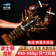 漁傳播鮮活波士頓龍蝦 450-550g/只 2只裝 生鮮海鮮蝦類(lèi) 源頭直發(fā)