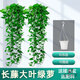 綠蘿長(cháng)藤盆栽室內款綠植花卉客廳大葉垂吊植物掛墻吊籃綠籮批發(fā) 【白盆】80cm長(cháng)藤款2盆裝 含盆