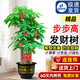 卉優(yōu)三桿步步高發(fā)財樹(shù)客廳大盆栽室內大型綠植喬遷新居辦公室開(kāi)業(yè)送禮 精品步步高發(fā)財樹(shù)1.4-1.6m【福字盆】
