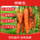 京鮮生山東糖心帶泥胡蘿卜 凈重4.5斤 單果70g+ 蔬菜源頭直發(fā)包郵