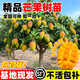 芒果苗樹(shù)嫁接特大金煌芒四季紅貴妃芒果樹(shù)苖當年結果帶土地栽盆栽 紅貴妃2年苗【帶營(yíng)養杯發(fā)貨】 90cm(含)-99cm(含)