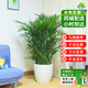 仙植緣【同城配送】 夏威夷竹盆栽綠植室內客廳四季常青觀(guān)葉植物 夏威夷竹（白瓷盆）約1.4m