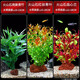 瘋狂水草魚(yú)缸植物養魚(yú)水草造景火山石紅絲青葉血心蘭南美青竹源頭直發(fā)包郵