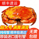 超大熟凍面包蟹 英國原裝進(jìn)口 滿(mǎn)黃大螃蟹 膏蟹母蟹 蟹類(lèi)海蟹水產(chǎn) 【滿(mǎn)黃滿(mǎn)膏】超大凈重2-1.7斤
