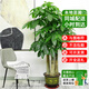 仙植緣【同城配送】高1-2米大型發(fā)財樹(shù)盆栽天堂鳥(niǎo)金錢(qián)樹(shù)開(kāi)業(yè)喬遷綠植物 |約1.75米|步步高發(fā)財樹(shù)|原始盆 專(zhuān)車(chē)送貨 更快更好