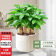 中夢(mèng)發(fā)財樹(shù)小盆栽客廳盆景辦公室內桌面旺宅綠植開(kāi)業(yè)送禮四季常青好養 精品大盆三桿發(fā)財樹(shù)+米色8822陶瓷盆+陶粒
