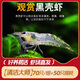 云峰海瑞黑殼蝦清潔蝦觀(guān)賞蝦活體淡水 魚(yú)缸水族箱水草缸清潔除藻淡水寵物 【清潔大師】70只/組+50只損耗