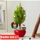 歐芽  小香松盆栽圣誕樹(shù)放青松辦公室面小綠植室內四季常青好養活植物 【圣誕限定】小香松-紅球瓷盆 帶盆栽好(送圣誕配飾)