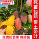 芥圃芒果樹(shù)苗 官方旗艦 嫁接芒果苗大金煌芒四季紅貴妃南方種植果樹(shù)苗 紅貴妃芒果苗【帶土帶葉發(fā)貨】 2年苗 高度：60-80公分