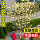 翩然庭院玉蘭花樹(shù)苗紅白黃紫玉蘭樹(shù)苗盆栽綠化苗木庭院地栽耐寒風(fēng)景樹(shù) 黃玉蘭（庭院 花期帶花苞） 3公分粗桿/1.5米高左右 帶土球包活