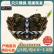 【活蟹】現貨陽(yáng)澄欣權大閘蟹鮮活全母螃蟹全公蟹生鮮水產(chǎn)年貨禮盒 8只/4對 公5.0-4.8 母4.0-3.8
