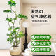 造型鴨腳木客廳大盆栽鴨掌木鵝掌柴室內落地式大型四季常青綠植物 新手款70-90CM造型鴨腳木 原土不帶盆不帶鋁條