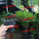 素蜜正宗短針黑松微型盆景造型四季常青客廳陽(yáng)臺綠植花卉盆栽懸崖盆景 已造型1棵3-4個(gè)頭