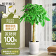 植男植女發(fā)財樹(shù)大型盆栽客廳室內綠植辦公室開(kāi)業(yè)喬遷送禮招財樹(shù)源頭直發(fā)