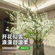 【開(kāi)花爆滿(mǎn)】雪柳鮮枝水培花卉泡水室內開(kāi)花綠植冬天干支水養植物 60cm-15支【滿(mǎn)滿(mǎn)一束】 精選雪柳鮮枝【送營(yíng)養液】