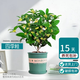 湃點(diǎn)桂花樹(shù)苗四季桂盆栽室內花卉植物四季桂+塑料加侖盆 源頭直發(fā)