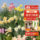 臨雅洋水仙花種球水培植物水仙室內客廳球根花卉盆栽混合3球源頭直發(fā)