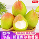 京地達新疆庫爾勒香梨子水果凈重4.5斤單果100g+源頭直發(fā)包郵