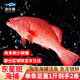 漁傳播 海南海捕活凍東星斑1-1.1斤/條*2條 總凈含量2斤石斑魚(yú)源頭直發(fā)
