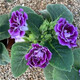 大巖桐重瓣盆栽四季開花富貴芙蓉花帶花六雪尼陽(yáng)臺(tái)客廳窗臺(tái) 紫色