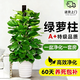 卉優(yōu)辮子發(fā)財樹(shù)天堂鳥(niǎo)幸福樹(shù)綠蘿盆栽客廳辦公室內除甲醛大型綠植 特級大葉綠蘿柱1.4-1.6m 培育盆