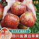 傾睦四川鹽源丑蘋(píng)果【涼山特產(chǎn)】高原冰糖心紅富士脆甜萍平果新鮮水果 凈重2.5-3斤中果【70-75mm】