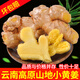 中鮮生 云南小黃姜現(xiàn)挖生姜月子姜 新鮮蔬菜 2025年新姜 小黃姜9斤凈重