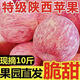 【現摘】正宗洛川蘋(píng)果當季新鮮水果孕婦脆甜紅富士蘋(píng)果冰糖心水果 帶箱9斤紙袋富士70mm-100mm