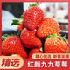 七葉島正宗牛奶現摘草莓 一口爆汁香甜孕婦水果整箱 精選單果15g+ 2斤凈重1.5斤