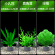 瘋狂水草魚(yú)缸水草植物直接入缸種植環(huán)阿根廷小九冠鹿角茸綠菊源頭直發(fā)包郵