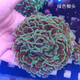 興國(guó)海（Singoseafarm）榔頭珊瑚 雙色熒光榔頭活體珊瑚 海水觀賞珊瑚LPS快遞包活興國(guó)海 綠色榔頭6~8cm