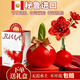 雅致朱頂紅進(jìn)口種球單瓣蠟封好養花苞禮盒裝周長(cháng)28-30cm橙紅源頭直發(fā)