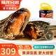 陸龍海諾大醉蟹醬螃蟹毛蟹更好口感即食生腌大閘蟹醉河蟹冷凍海鮮水產(chǎn) [冷凍]偏淡1680g海諾醉蟹約10只