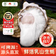 百鮮洽乳山生蠔鮮活特大牡蠣帶殼生吃海蠣子新鮮海鮮水產(chǎn)貝類(lèi)聚會(huì )燒烤 【超大號】5XL凈重8斤(約13-20只)