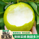 京地達梨碭山翠玉梨翠冠香梨新鮮水果凈重8.8斤單果250g+源頭直發(fā)包郵
