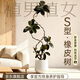 植男植女S型黑金剛橡皮樹(shù)真大型盆栽客廳室內綠植1.6-1.8聚寶盆源頭直發(fā)
