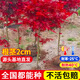 藍桂圓紅楓樹(shù)苗 盆栽庭院地栽綠化苗木 好養易活行道樹(shù) 2CM粗度源頭直發(fā)