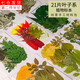 榮花施 樹(shù)葉干花DIY植物標(biāo)本幼兒園手工貼畫(huà)真樹(shù)葉子寫(xiě)真貼臉書(shū)簽裝飾 21片秋楓【葉子系】