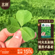北蔬 金花大葉草頭種子種苗黃花三葉草苜蓿菜籽 金花大葉草頭種子10g