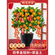 聽(tīng)雪樓金桔樹(shù)盆栽帶果可食用年桔橘子樹(shù)苗室內客廳新年宵綠植物四季好養 精選好苗【爆果發(fā)貨】四季金桔樹(shù)+原土盆+新年掛件