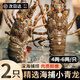百庫福建大號小青龍蝦海捕鮮活速凍大龍蝦蝦類(lèi)海鮮水產(chǎn)生鮮食材禮盒 青龍蝦8兩-1.2斤（共兩只）